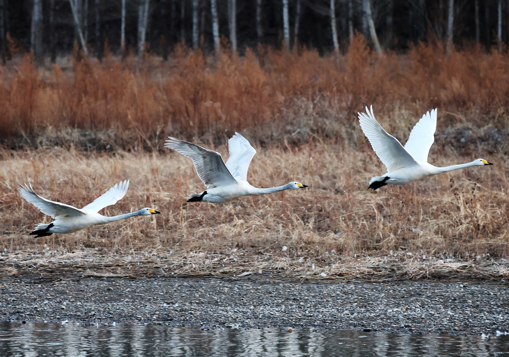 3月11日，天鹅在辽宁省北票市红村天鹅湾飞翔。新华社记者 李钢 摄