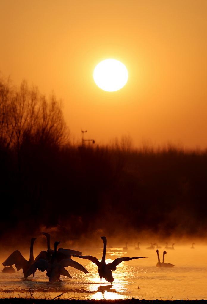 3月12日，天鹅在辽宁省北票市红村天鹅湾栖息。新华社记者 李钢 摄