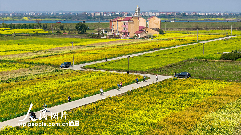 江西樟树：油菜花开引客来【4】
