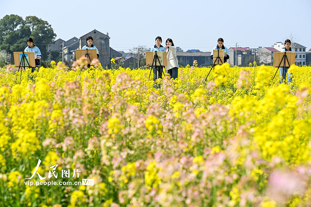 江西樟树：油菜花开引客来【5】