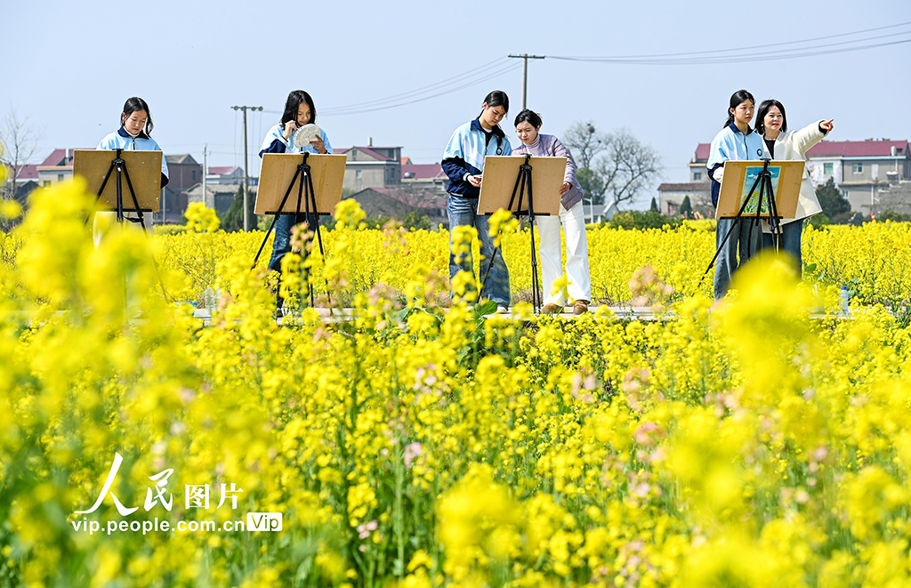 江西樟树：油菜花开引客来【3】