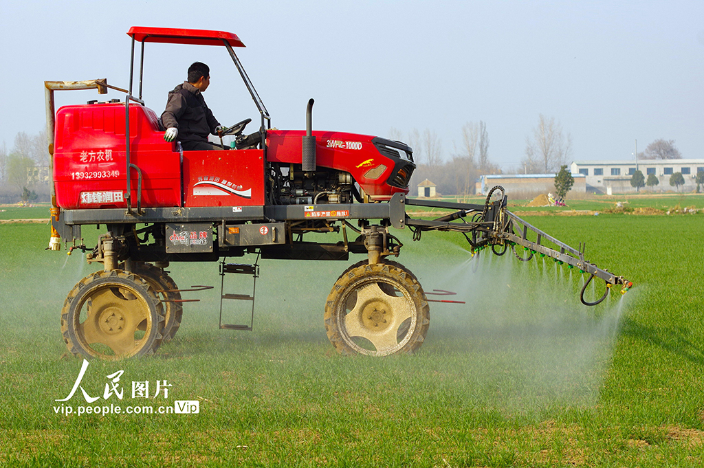 河北鸡泽：小麦管护忙【2】
