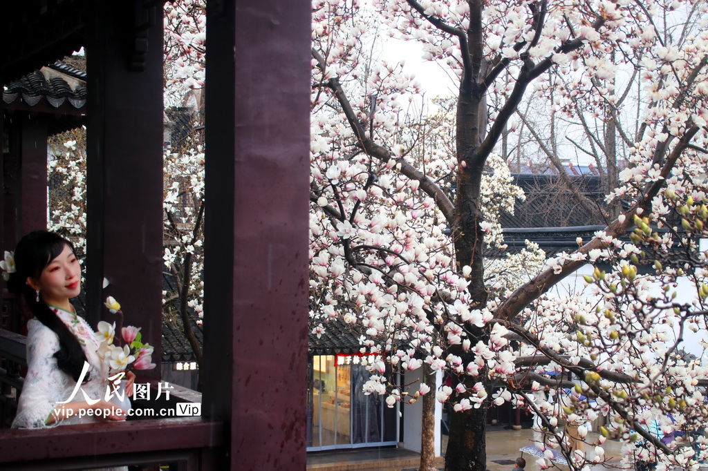 玉兰花开春满园 姑苏赏春赴此间【3】