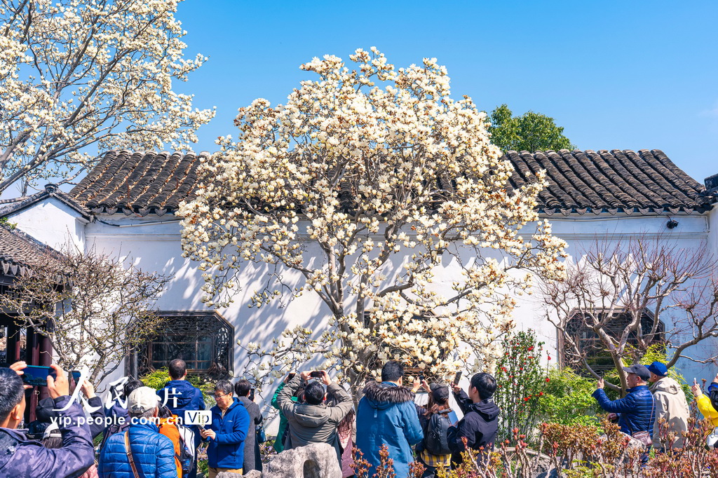 玉兰花开春满园 姑苏赏春赴此间【6】