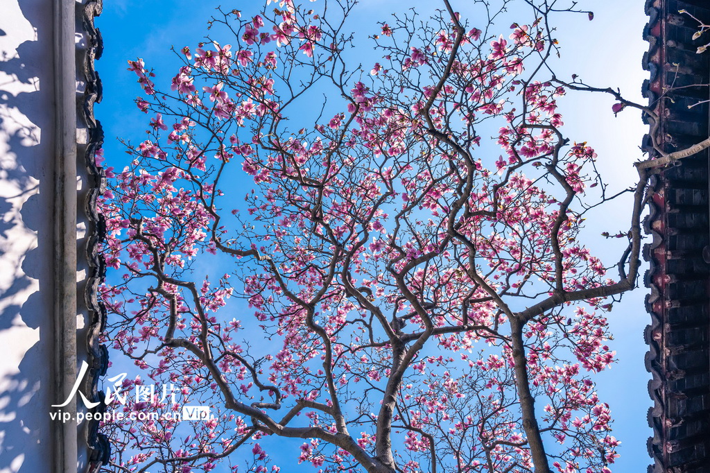 玉兰花开春满园 姑苏赏春赴此间【12】