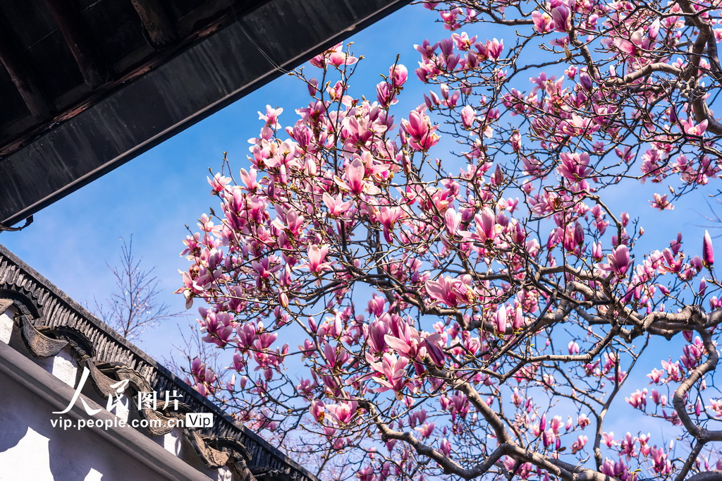 玉兰花开春满园 姑苏赏春赴此间【11】