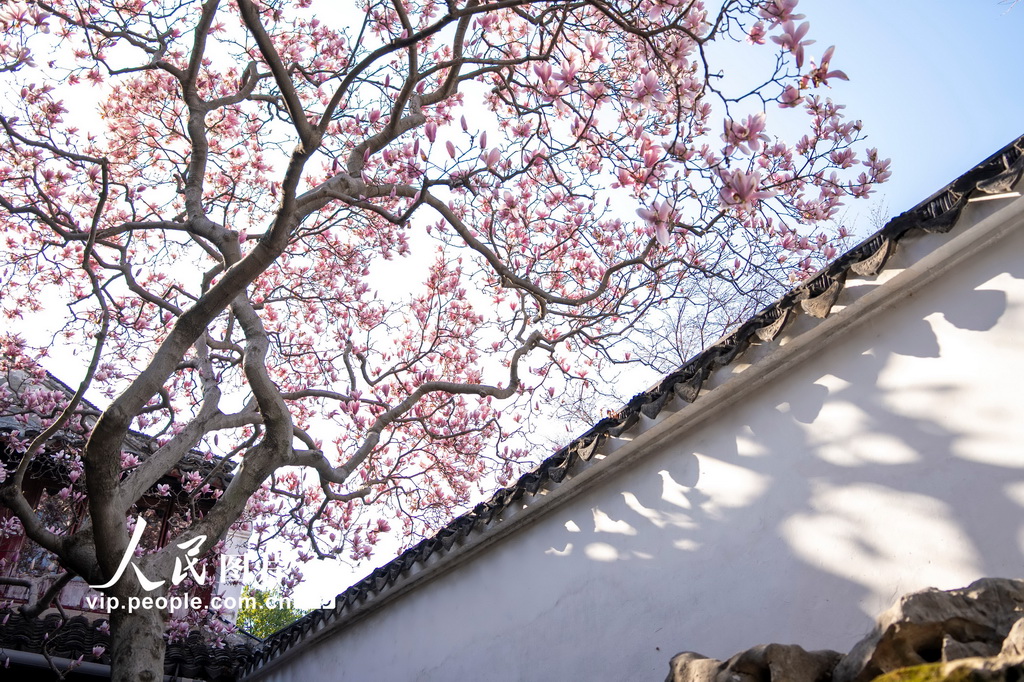 玉兰花开春满园 姑苏赏春赴此间【13】