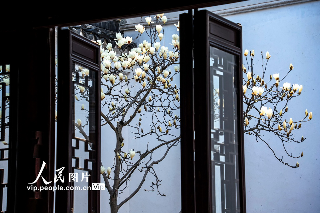 玉兰花开春满园 姑苏赏春赴此间【17】