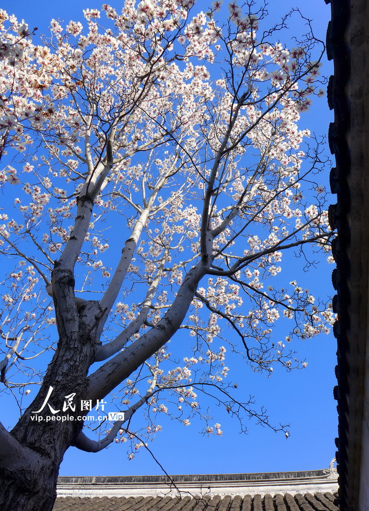 玉兰花开春满园 姑苏赏春赴此间【27】