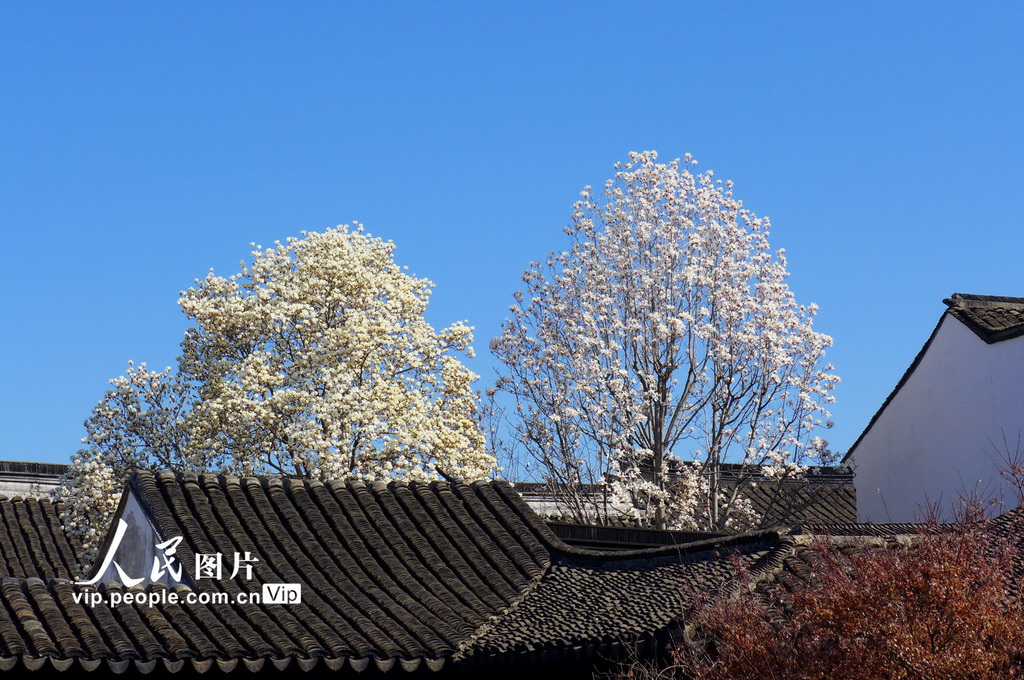 玉兰花开春满园 姑苏赏春赴此间【28】