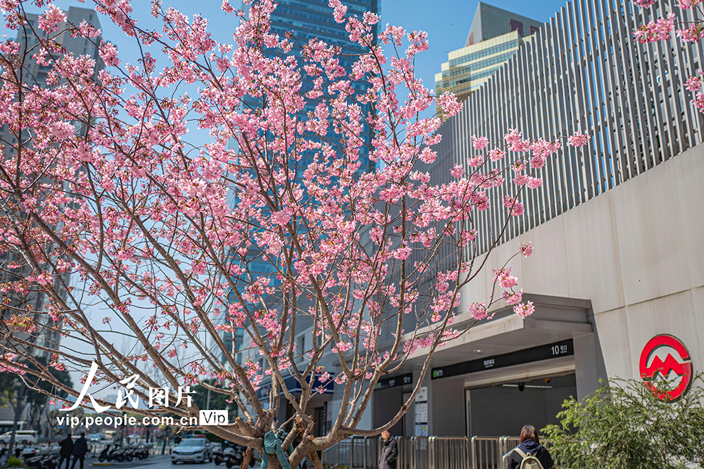 上海:陆家嘴现“樱花车站”【3】