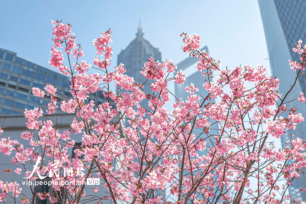 上海：陆家嘴现“樱花车站”【4】