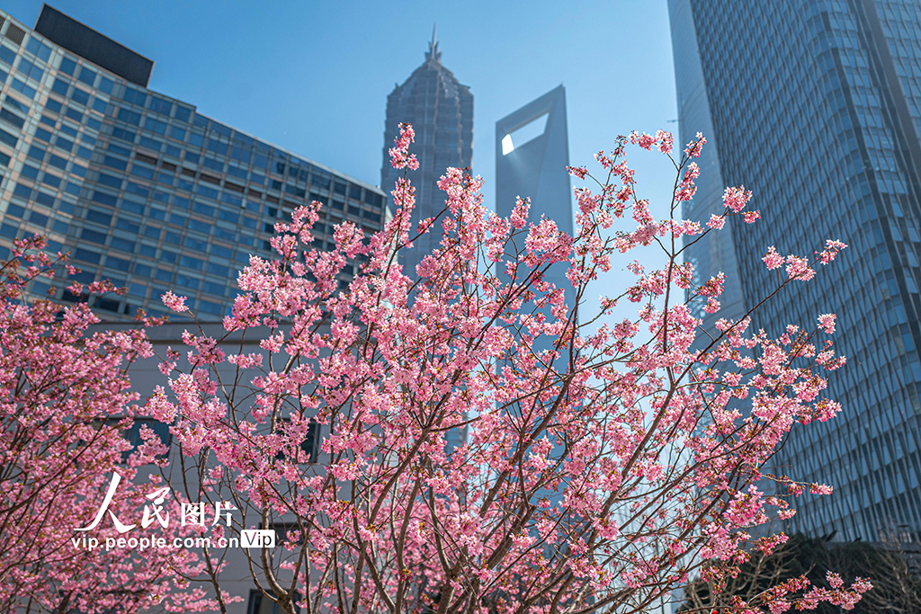 上海:陆家嘴现“樱花车站”【2】