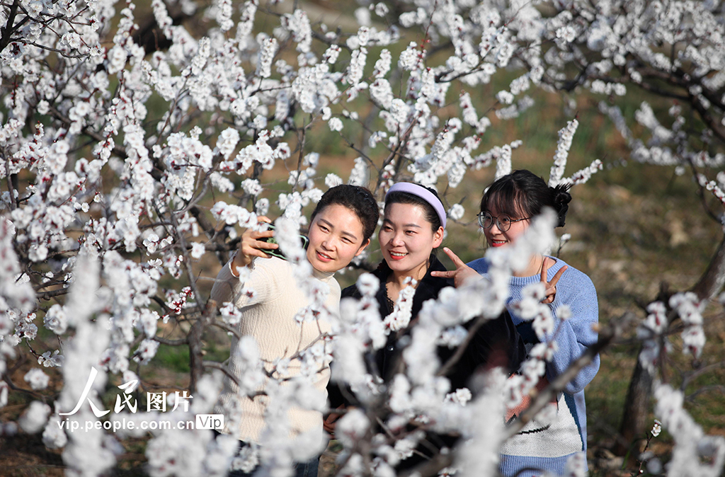 安徽淮北:杏花开 游客来【4】