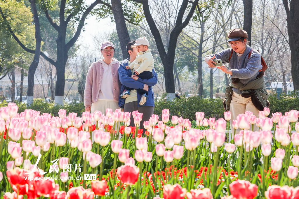 江苏南京:郁金香花开迎客来【2】
