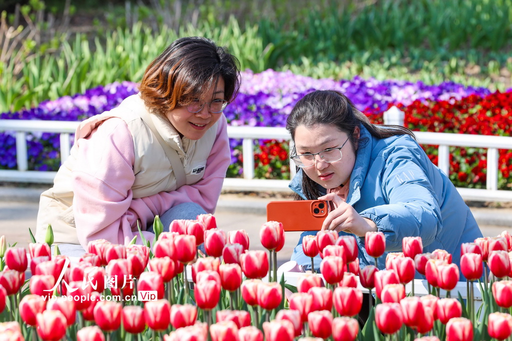 江苏南京:郁金香花开迎客来【4】