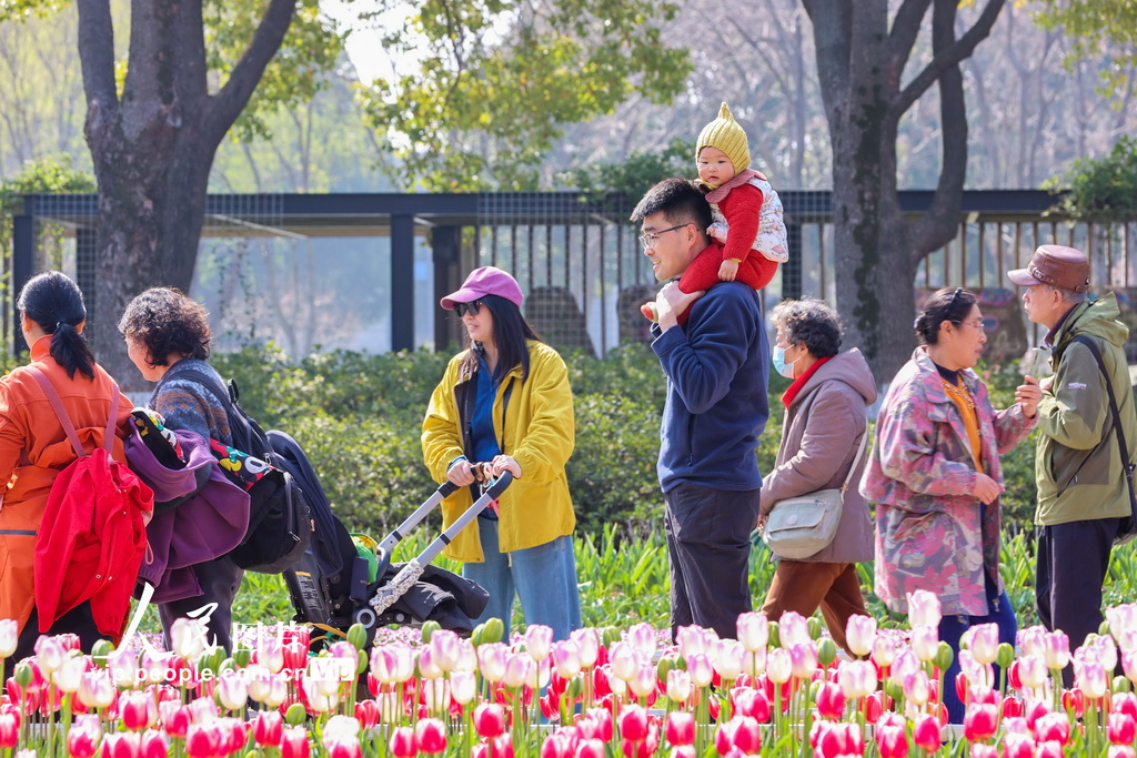 江苏南京:郁金香花开迎客来【5】