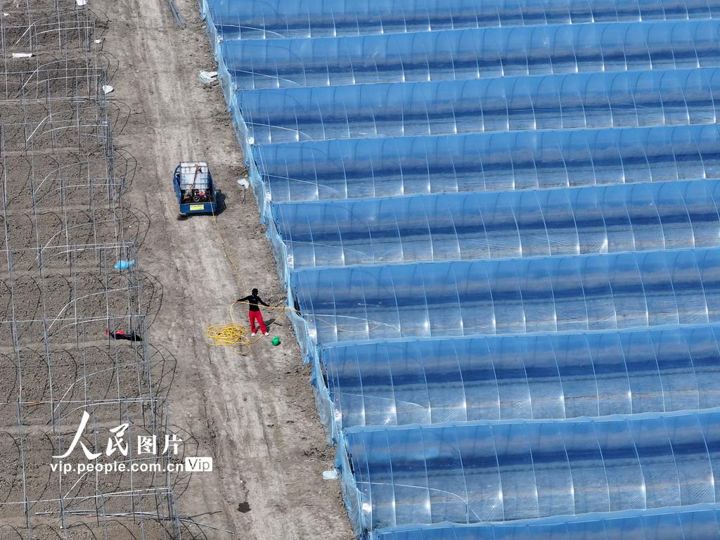 安徽蒙城：管护西瓜大棚【2】