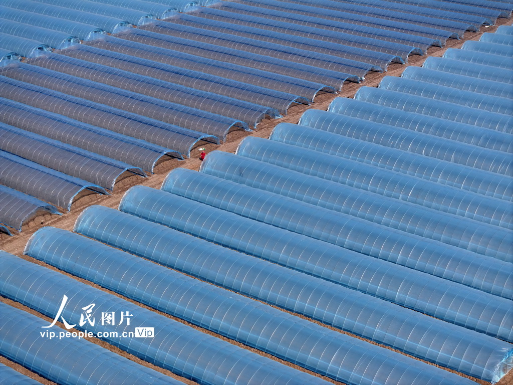 安徽蒙城：管护西瓜大棚【3】