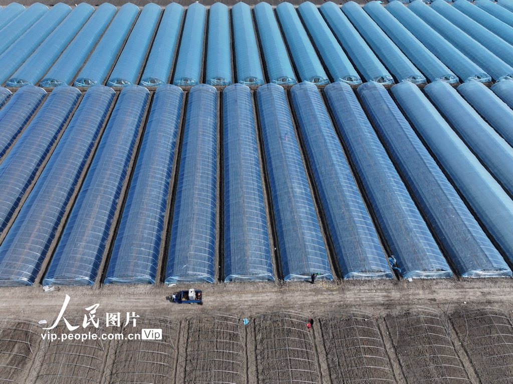 安徽蒙城：管护西瓜大棚【4】