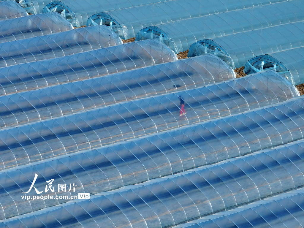 安徽蒙城:管护西瓜大棚【5】