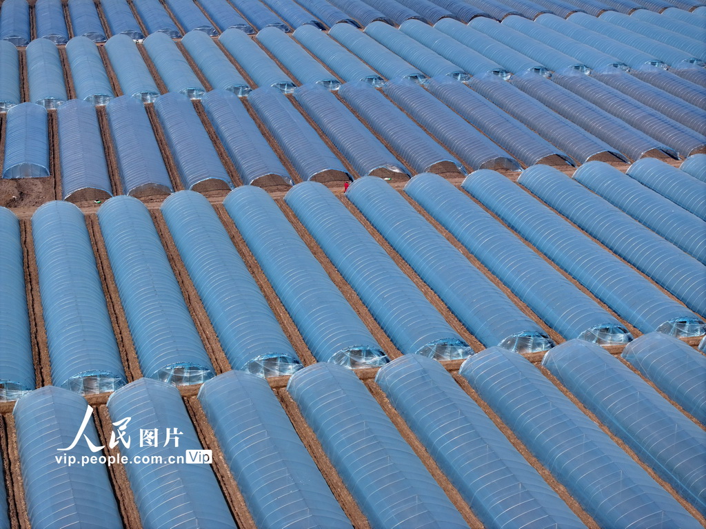 安徽蒙城:管护西瓜大棚【6】