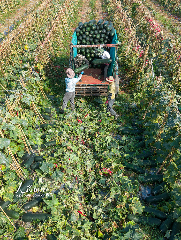 海南琼海：采收冬瓜【4】