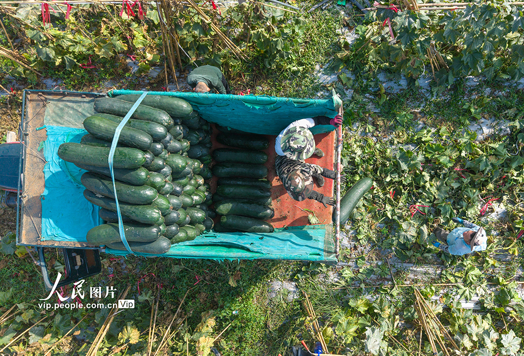 海南琼海:采收冬瓜【2】