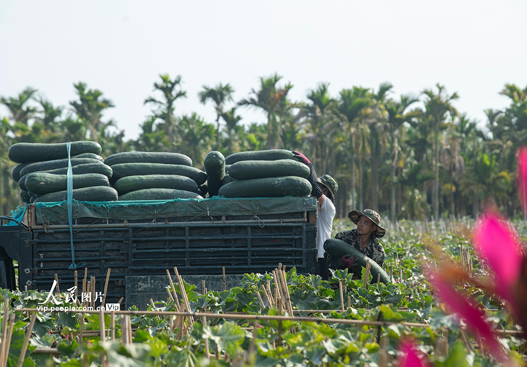 海南琼海:采收冬瓜【3】