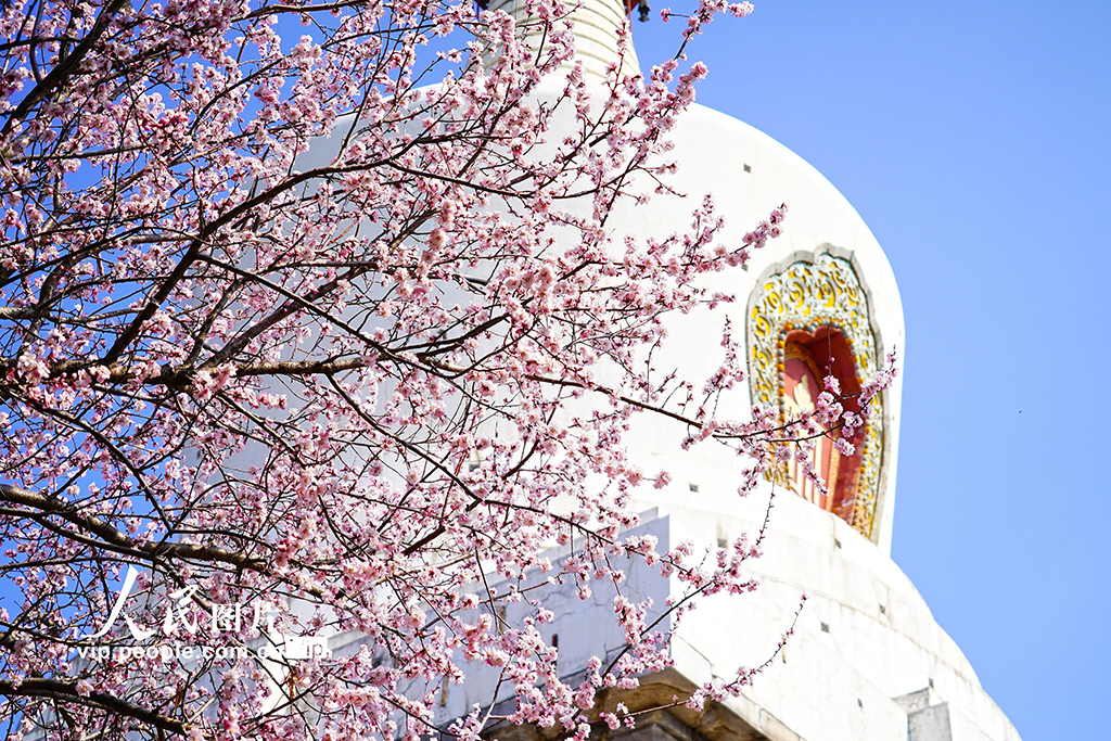 北京：北海公园山桃花进入盛放期【5】