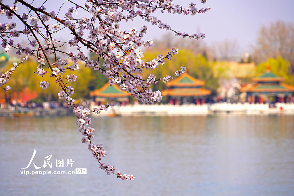 北京：北海公园山桃花进入盛放期【4】