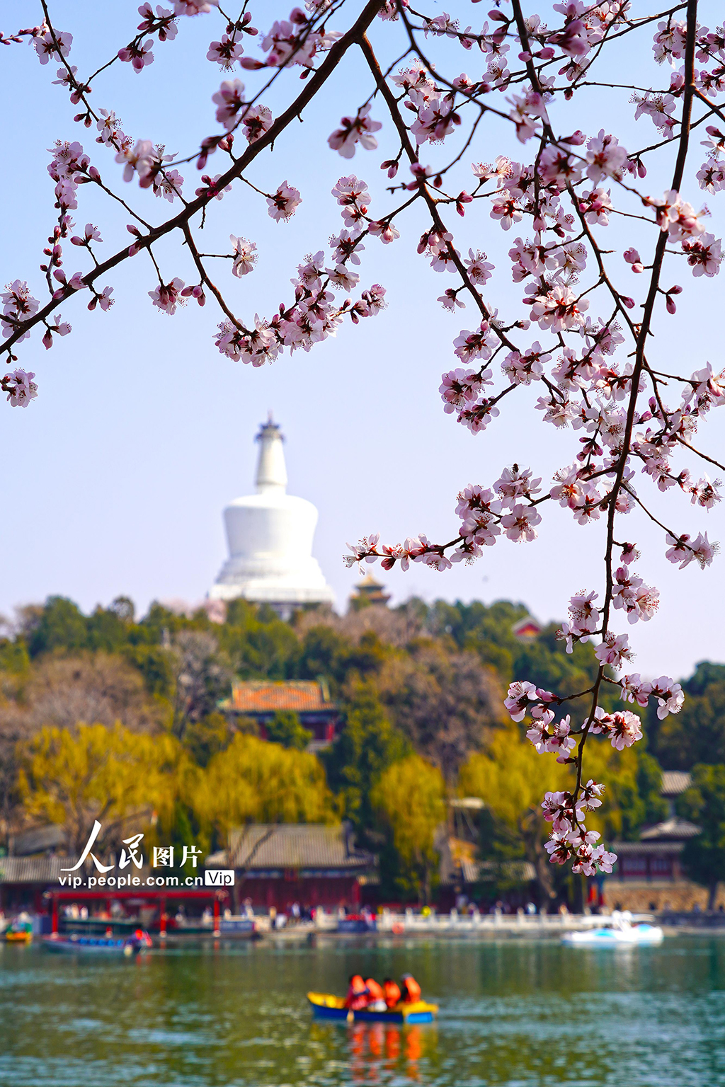 北京:北海公园山桃花进入盛放期【6】