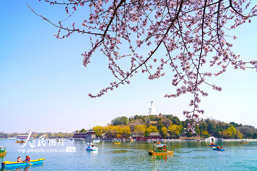 北京：北海公园山桃花进入盛放期【7】