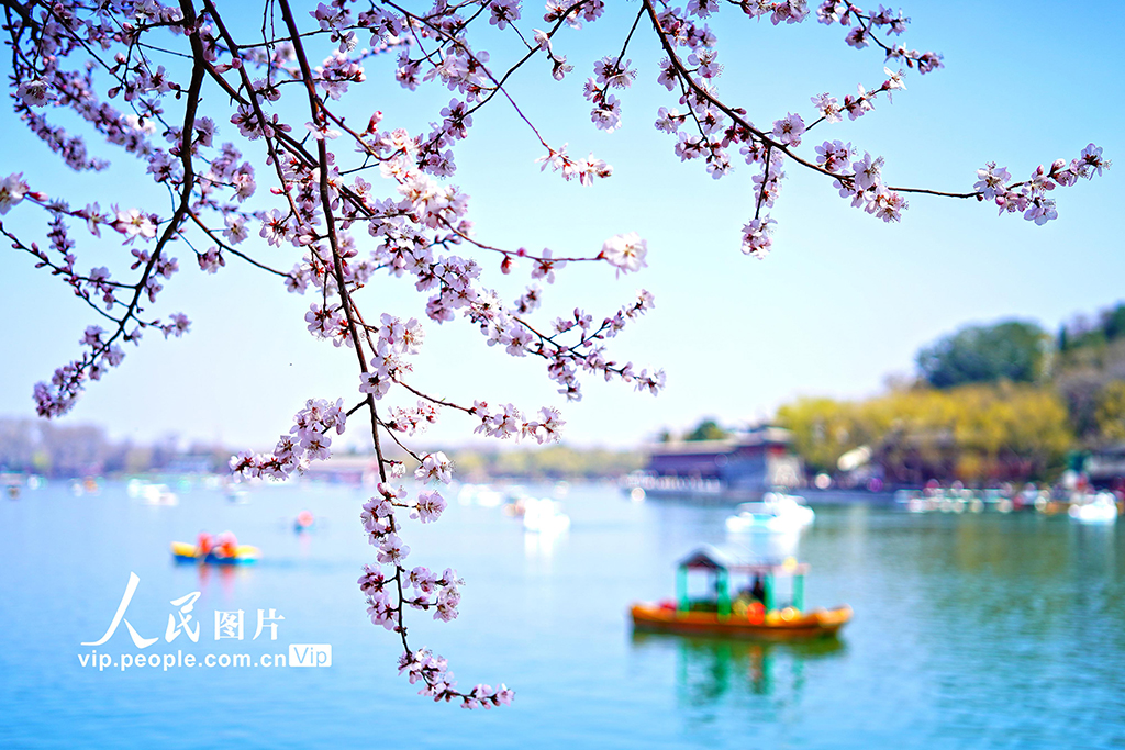 北京：北海公园山桃花进入盛放期【3】
