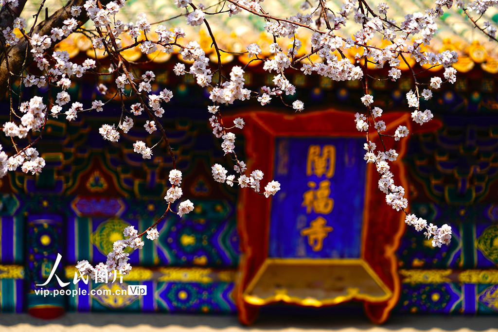 北京：北海公园山桃花进入盛放期【8】