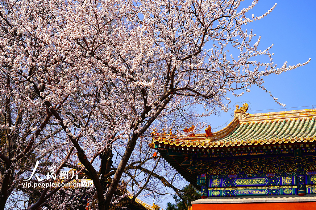 北京:北海公园山桃花进入盛放期【2】