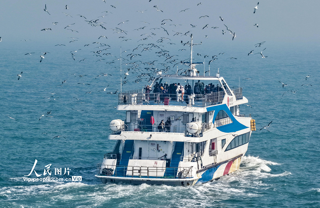 山东荣成:黑尾鸥归巢 海驴岛海上游启航【2】
