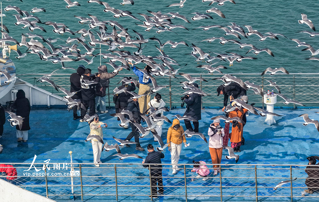 山东荣成：黑尾鸥归巢 海驴岛海上游启航【3】