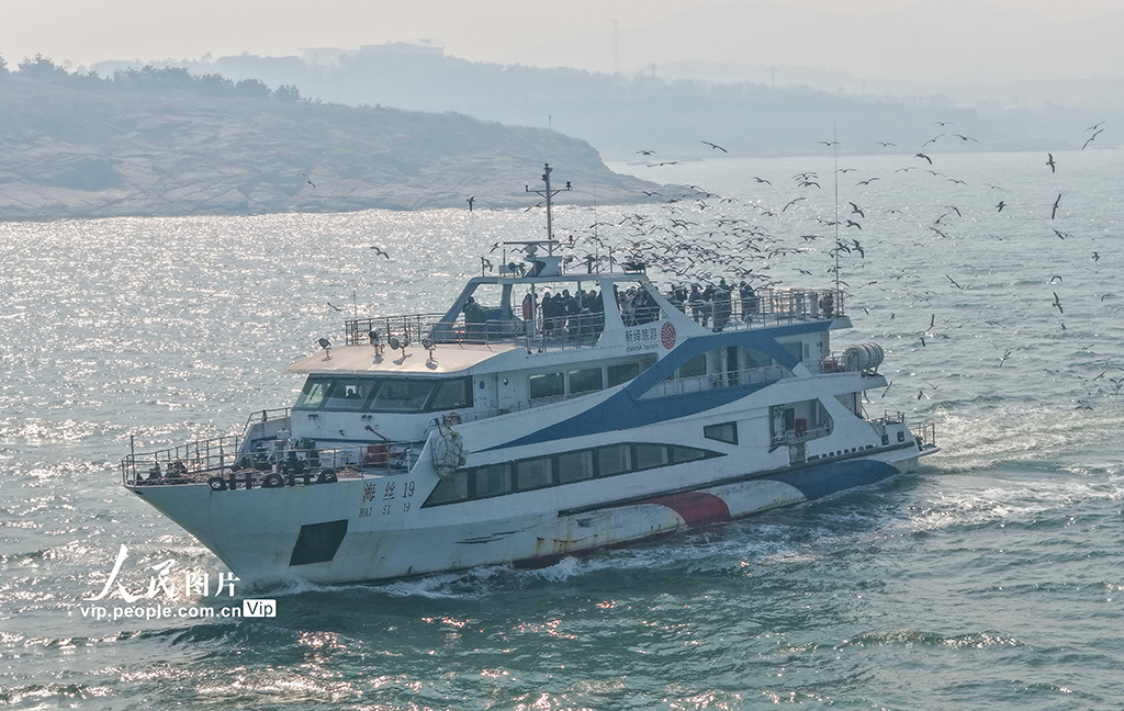 山东荣成：黑尾鸥归巢 海驴岛海上游启航【4】