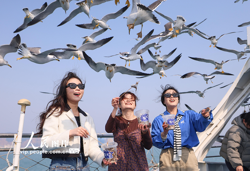 山东荣成:黑尾鸥归巢 海驴岛海上游启航【5】