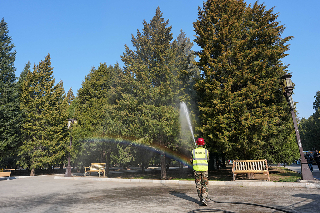 3月15日，在北京地坛公园，工作人员使用添加了花粉控制剂的水对柏树进行喷淋。