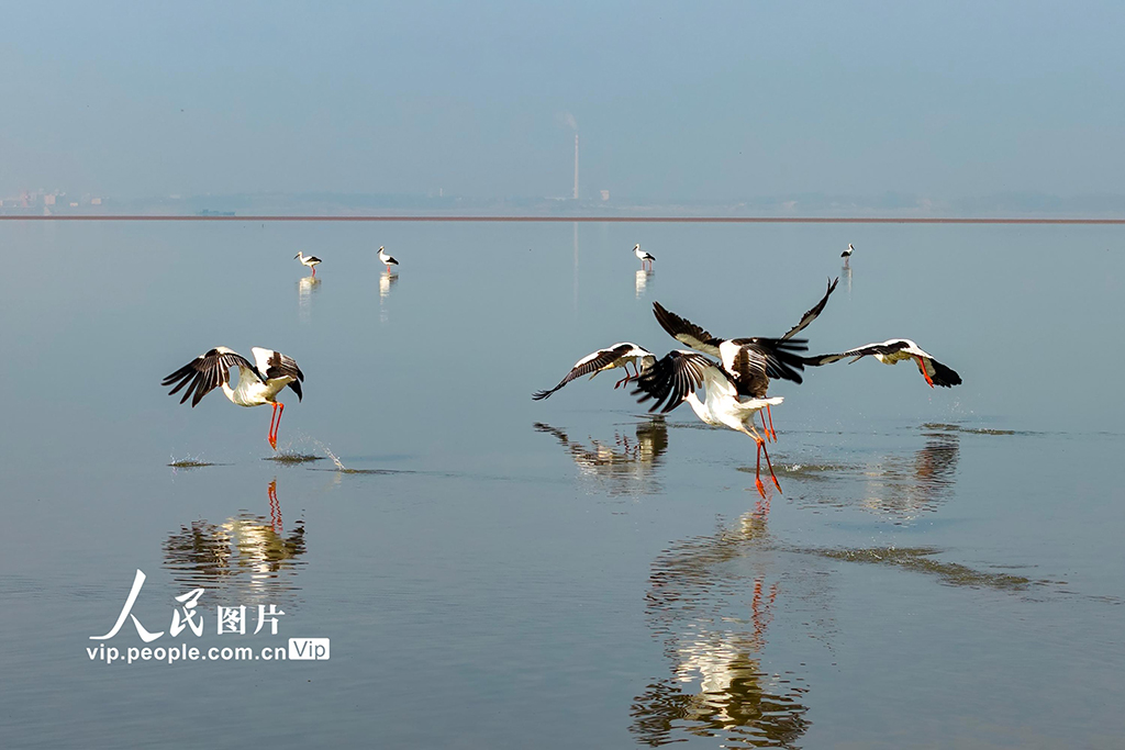 江西湖口：鄱阳湖越冬候鸟陆续集结北迁【4】