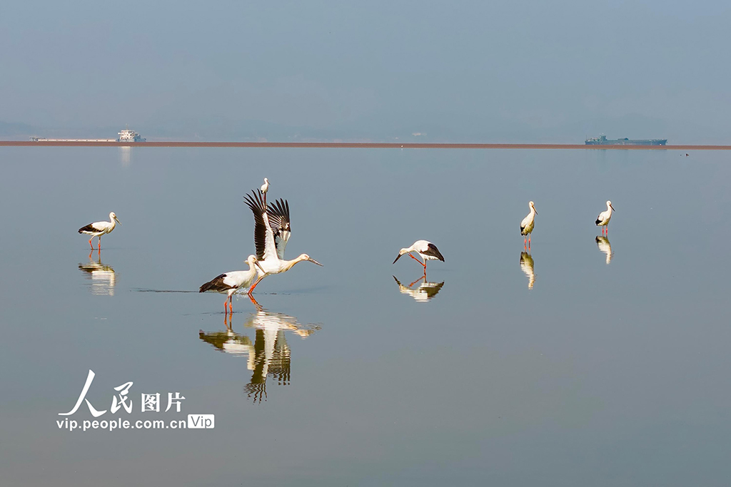 江西湖口：鄱阳湖越冬候鸟陆续集结北迁【5】