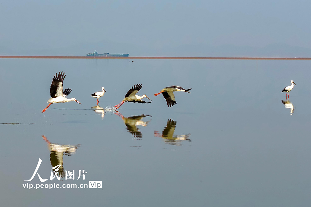 江西湖口:鄱阳湖越冬候鸟陆续集结北迁【2】