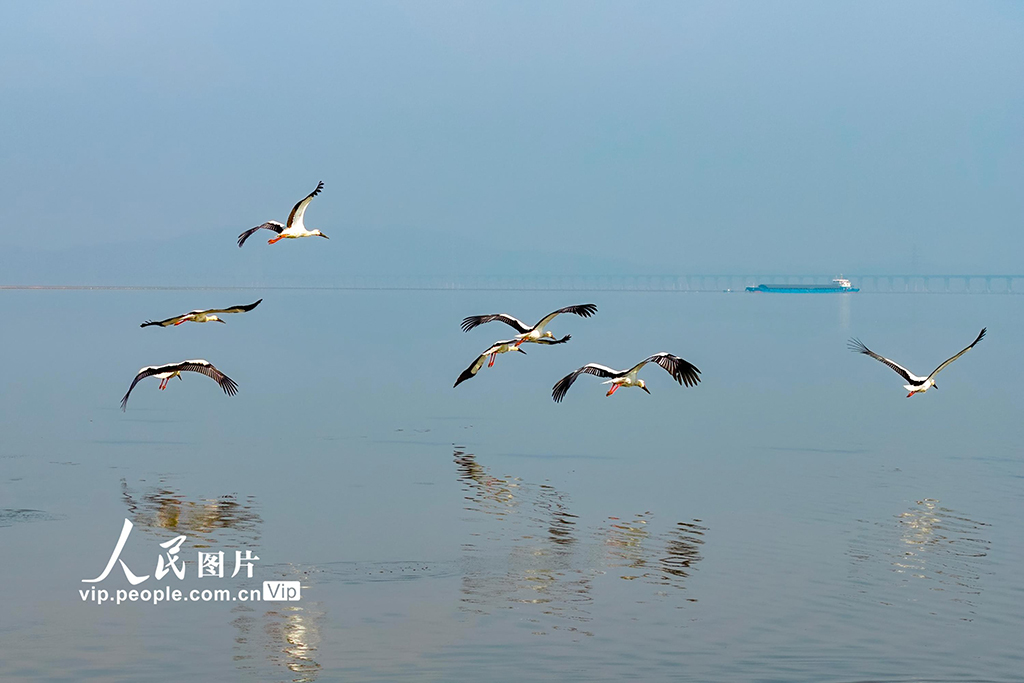 江西湖口：鄱阳湖越冬候鸟陆续集结北迁【3】