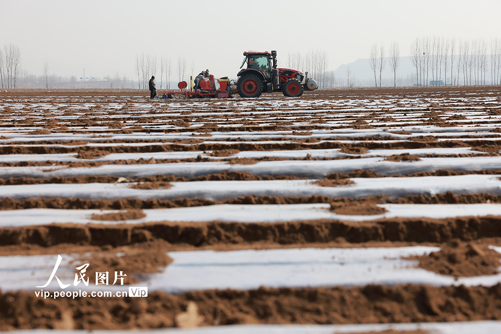 河北迁西：春播马铃薯【7】