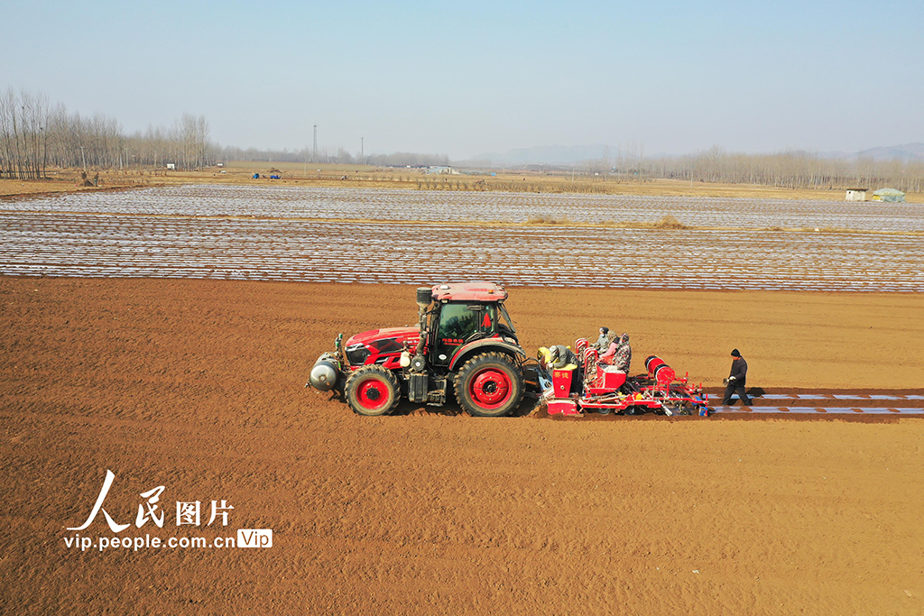 河北迁西：春播马铃薯【5】