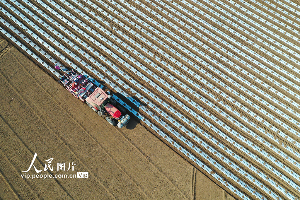 河北迁西：春播马铃薯【3】