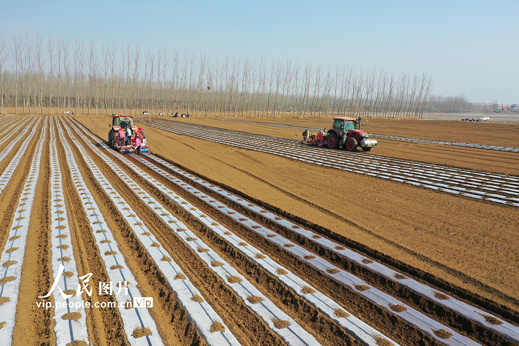 河北迁西：春播马铃薯【6】