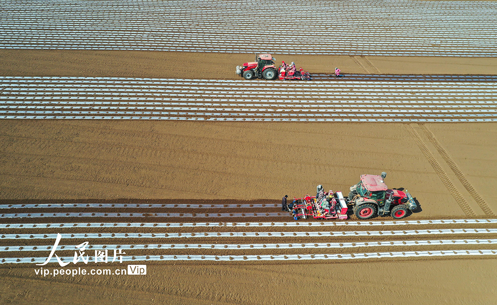 河北迁西:春播马铃薯【2】